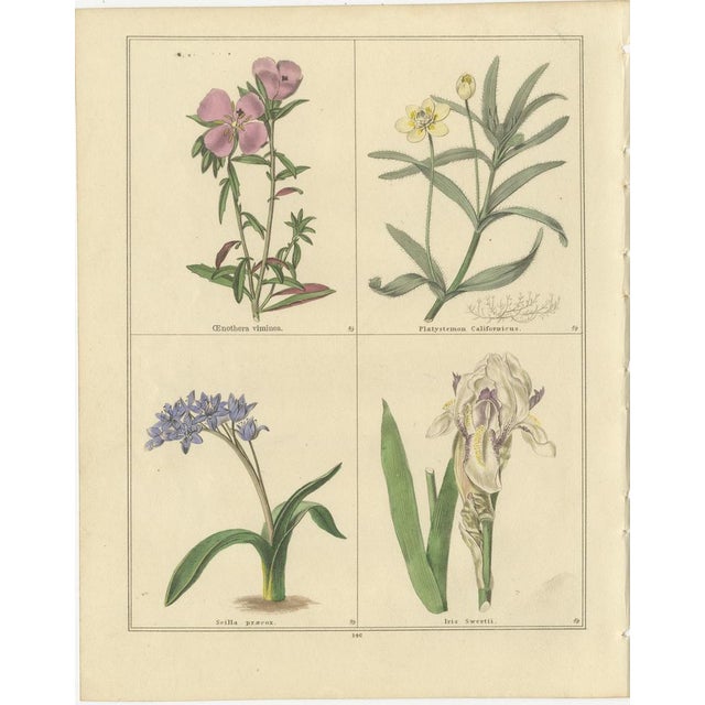 B. Maund, Botanical Illustrations, Hand-Colored Prints, 1836, Set of 2 For Sale - Image 3 of 10
