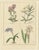 B. Maund, Botanical Illustrations, Hand-Colored Prints, 1836, Set of 2 For Sale - Image 3 of 10