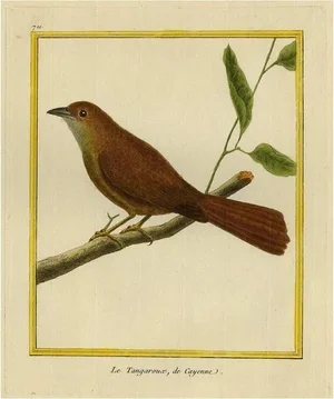 Martinet, Bird Illustration of Tanager Bird, 1770, Hand-Colored Print