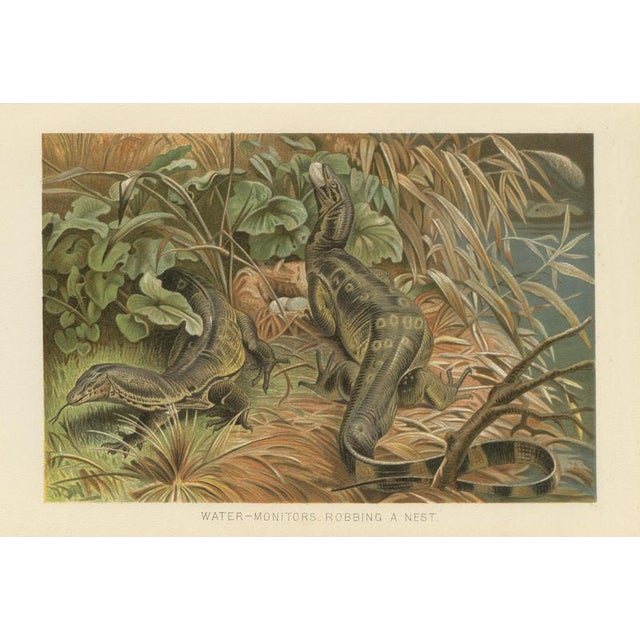 P. J. Smit, Water Monitors Robbing a Nest, 1895, Color Lithograph For Sale - Image 9 of 9