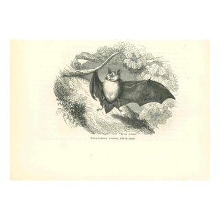 Paul Gervais, The Bat, Original Lithograph, 1854 For Sale