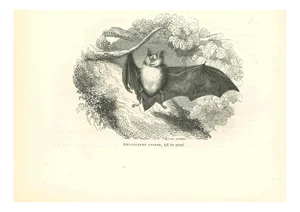 Paul Gervais, The Bat, Original Lithograph, 1854