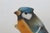 Capodimonte Savastano Eurasian Blue Tit Ceramic Figurine Bird on a Branch 4496b For Sale In Miami - Image 6 of 17