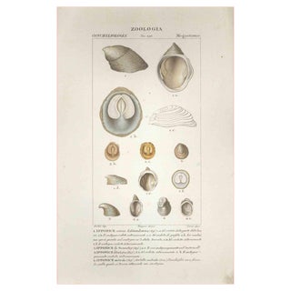 Pierre Jean François Turpin, Megastome, Etching, 1831 For Sale