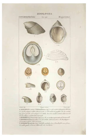 Pierre Jean François Turpin, Megastome, Etching, 1831