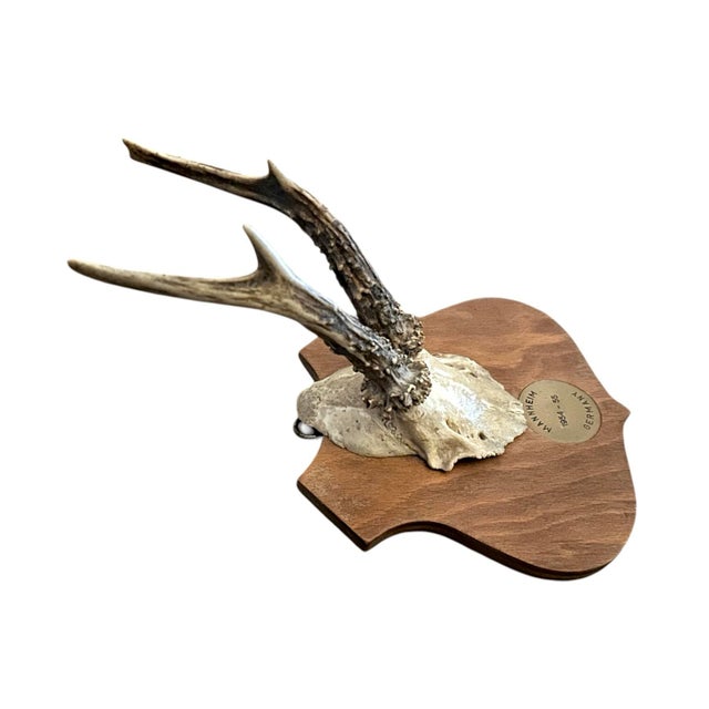 A charming, vintage mounted Black Forest Roe Deer trophy, antler plaque. Features a pair of roe deer antlers, complete...