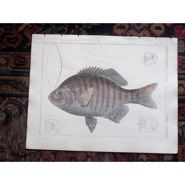 This set of three (3) antique 19th century hand colored lithographs depict several varieties of North American fish....
