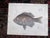 This set of three (3) antique 19th century hand colored lithographs depict several varieties of North American fish....
