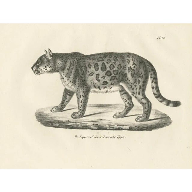 Mid 19th Century Jaguar, 1836, Lithograph For Sale - Image 5 of 10