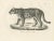 Mid 19th Century Jaguar, 1836, Lithograph For Sale - Image 5 of 10
