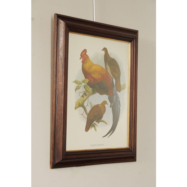 Traditional Vintage Ornithological Print, 'Gallus Lafayettii' For Sale - Image 3 of 12