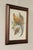 Traditional Vintage Ornithological Print, 'Gallus Lafayettii' For Sale - Image 3 of 12