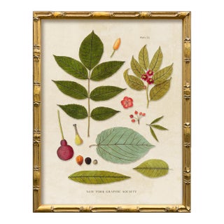 Contemporary Reproduction of Vintage Botanical Leaves (1) Art Print, Framed For Sale
