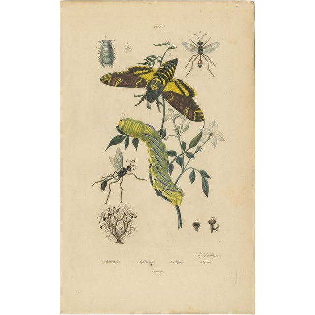 Duméril and Guérin, Sphinx Moth, 1835, Engraving, Set of 2 For Sale - Image 3 of 10