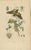 Duméril and Guérin, Sphinx Moth, 1835, Engraving, Set of 2 For Sale - Image 3 of 10