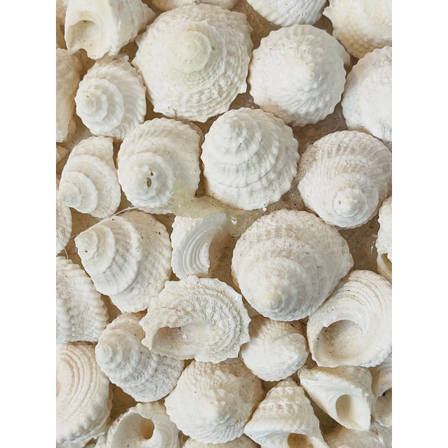 1970s Large Ses Shell Globe on Gold Brunswick Tropical Tazza For Sale - Image 4 of 4