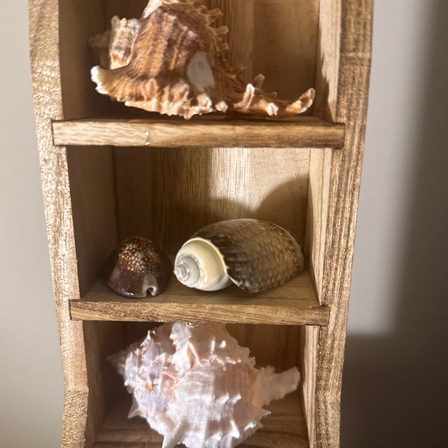 Brown Multi-Tier Stained Wood Shelf With Natural Conch and Murex Shells For Sale - Image 8 of 12