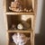 Brown Multi-Tier Stained Wood Shelf With Natural Conch and Murex Shells For Sale - Image 8 of 12