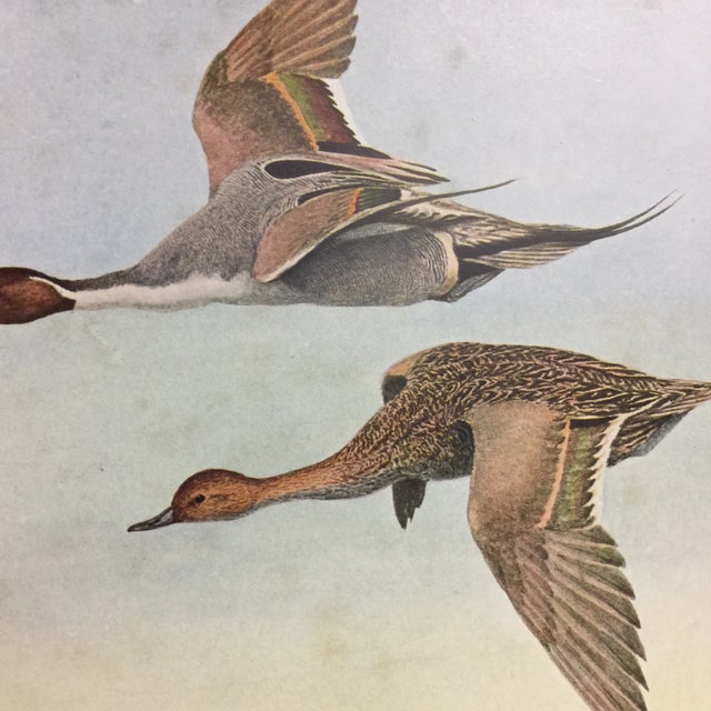 Traditional Vintage Birds of New York Pintail Ducks Print For Sale - Image 3 of 4
