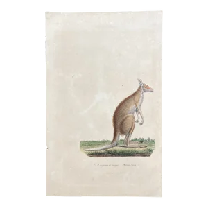 French Antique 18th Century "Le Kangourou Rouge" Kangaroo Engraving Hand Colored Artwork