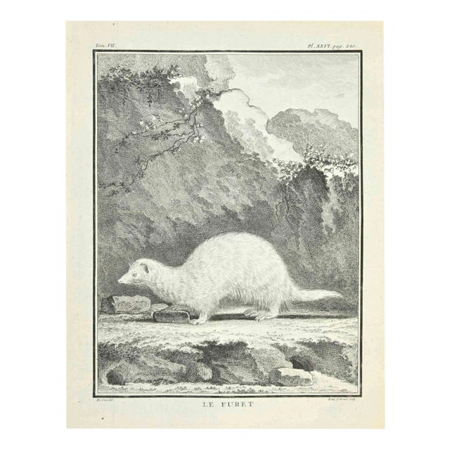 Louis Legrand, Le Furet, Etching, 1771 For Sale