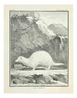 Louis Legrand, Le Furet, Etching, 1771