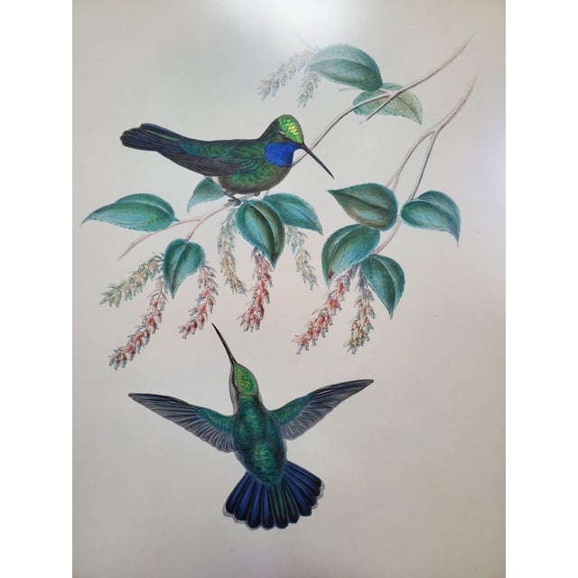 Antique Framed Hummingbird Prints, Porphyry-Tailed Mango, Villavicencio’s Sabre-Wing Original Pl. 47 & 81, j.gould C1855 For Sale - Image 4 of 10