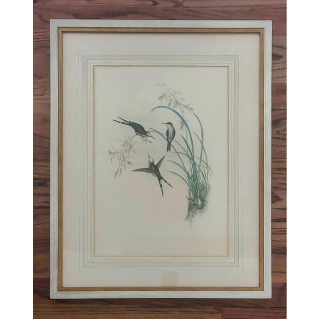 Antique Original J Gould H C Richter Hummingbird "Chlorostilbon Auriceps" Framed Lithograph For Sale - Image 4 of 14