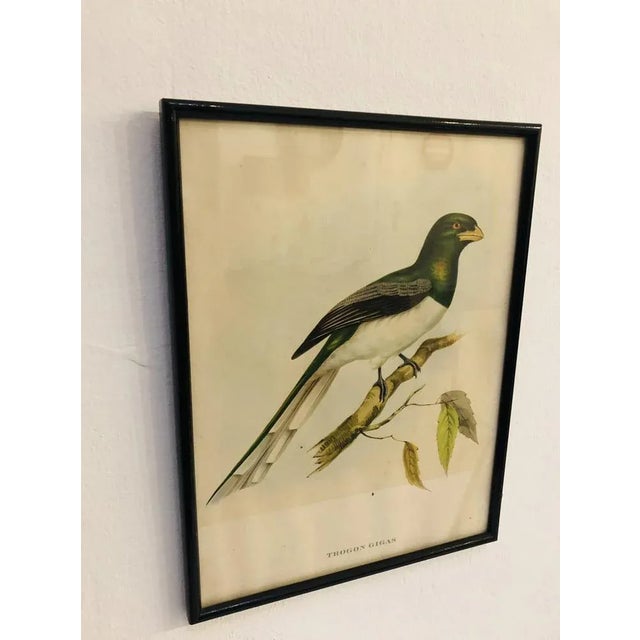 John Gould, Birds of Australia, 1800s, Lithograph, Framed For Sale - Image 5 of 7