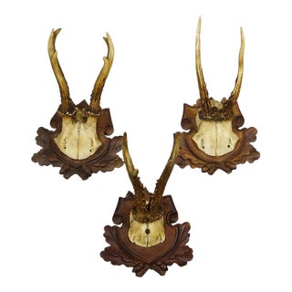 Set of Three Antique Roe Deer Trophies on Carved Plaques Germany Ca. 1900 For Sale