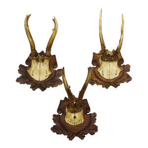 Set of Three Antique Roe Deer Trophies on Carved Plaques Germany Ca. 1900