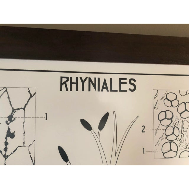 1950s Large French Botanical Chart and Frame by Dr. Auzoux, Paris 1950's For Sale - Image 5 of 9