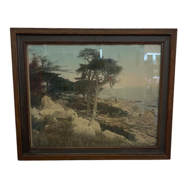 Vintage framed coastal landscape photograph depicting windswept cypress trees overlooking a rocky shoreline. The...