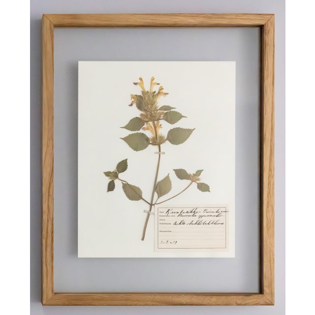 Antique White Custom Framed Antique Finnish Herbarium Botanical Specimens (Floating Photo Picture Frame) For Sale - Image 8 of 9