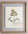 Antique White Custom Framed Antique Finnish Herbarium Botanical Specimens (Floating Photo Picture Frame) For Sale - Image 8 of 9