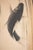 C. 1912-1920s After Kawamura Gyokusui "Carp Leaping the Waterfall" Printed Japanese Scroll For Sale - Image 4 of 15