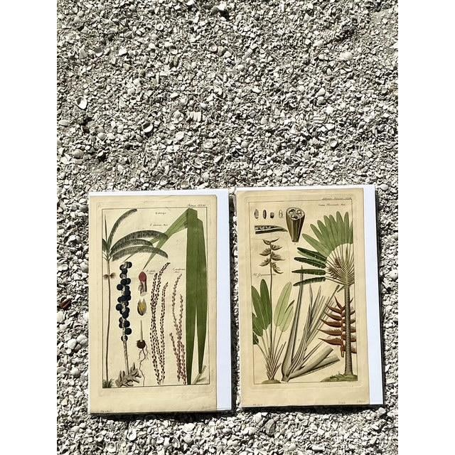 Vintage Boho Botanical Engravings - Set of 2 For Sale - Image 4 of 10