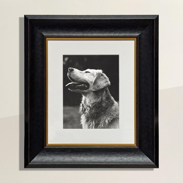 This 1987 photogravure by Bruce Weber is a portrait of a golden retriever in profile—mouth open, tongue loose, gaze lifted...