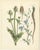 Calwer, Botanical Plates of Technical Plants, 1854, Prints, Set of 12 For Sale - Image 4 of 15
