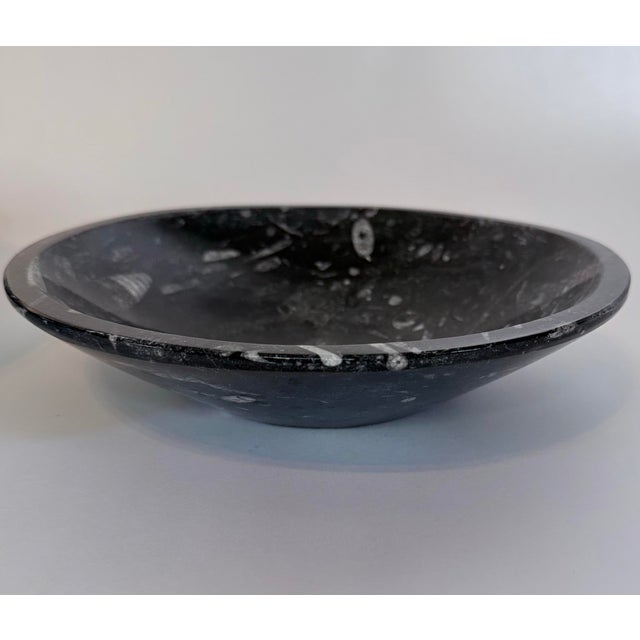 Bring a sense of ancient wonder to your space with this striking Orthoceras fossil—an extraordinary remnant of prehistoric...