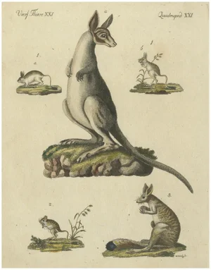 Antique Handcolored Engraving of Kangaroo, Jerboas, and Bilby, 1800s, Print