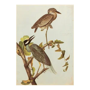 Little Blue Heron After Audubon, 1966 Vintage Cottage Print