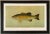 American Fish 18 the Small-Mouthed Black Bass by Harris CFA Edition Giclee Print For Sale