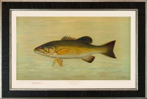 American Fish 18 the Small-Mouthed Black Bass by Harris CFA Edition Giclee Print
