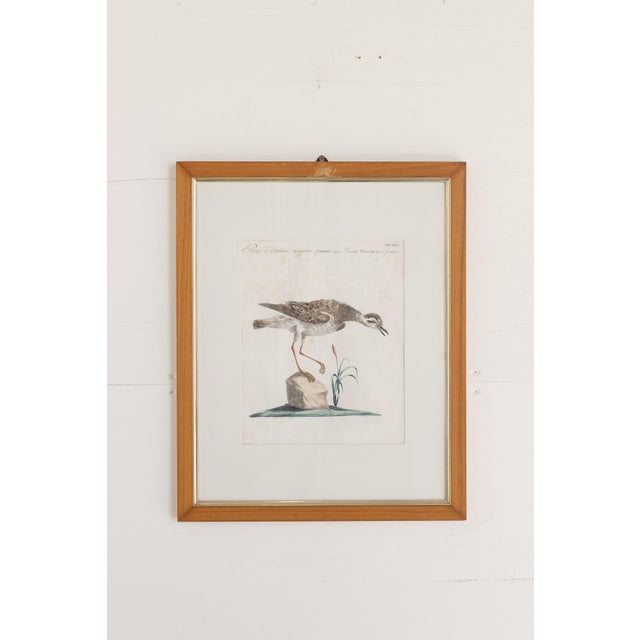 18th Century Framed Hand Colored Bird Engravings From Italy Reproduction - Set of 9 For Sale - Image 4 of 12