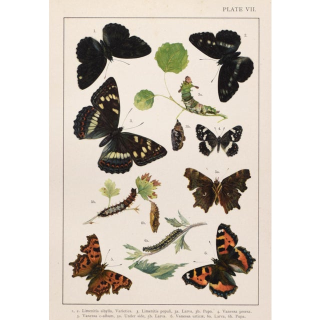 Realism 19th Century English Butterfly Print by Kappel and Kirby C.1895 For Sale - Image 3 of 5