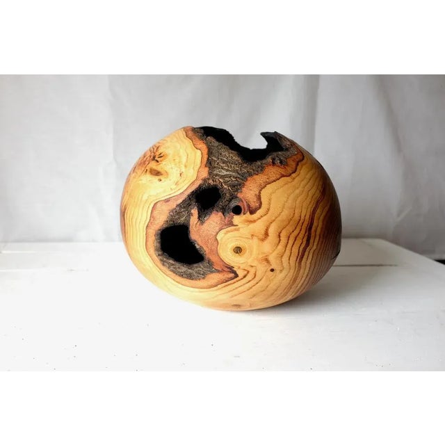 Contemporary Qercus Rubra #1 by Marco Bellini For Sale - Image 3 of 11