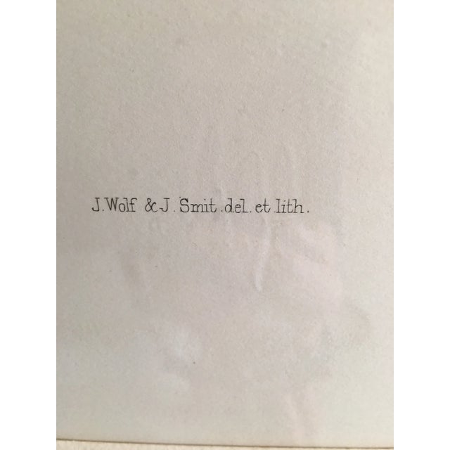 Early 20th Century Antique J.Wolf & J.Smith “Ailureadus Crassirostris” Lithograph Print For Sale In Detroit - Image 6 of 11