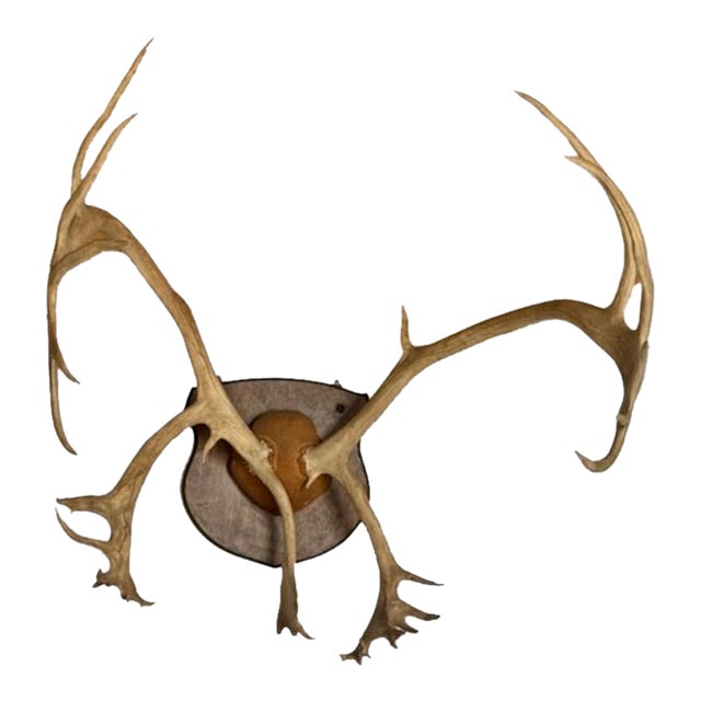 Vintage Massive Arctic Caribou Mount For Sale