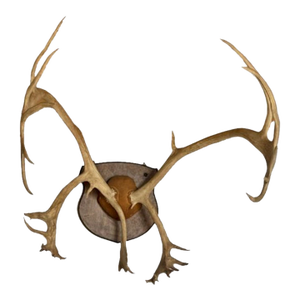Vintage Massive Arctic Caribou Mount